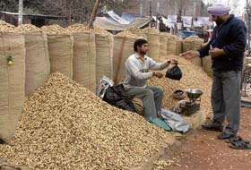 Sale of groundnuts picks up with Lohri festival approaching in Ludhiana.