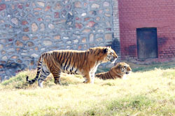 Tigers enjoy the winter sun at the mini-zoo near the Tilyar Tourist Complex in Rohtak