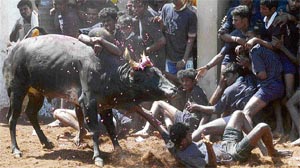Villagers try to hold down a bull during a bull-taming festival on the outskirts of Madurai on Thursday.