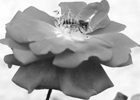 A honeybee sucks nectar from a rose at a park in Ambala