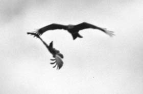 An eagle and a crow fight over a ‘rat meal’ in the Ambala skies