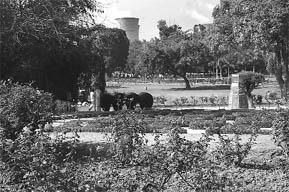 The plants in the garden at Bathinda have been covered by a thick layer of fly ash being emitted from the nearby thermal plant.