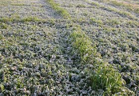 Morning frost presents a beautiful picture at field near Chandigarh