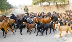 Attention! We are hungry: Wandering in search of fodder at Industrial Area, Mohali