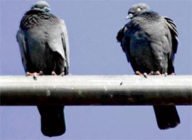 Even pigeons seem to feel the chill as Tribune lensman Manoj Mahajan captures this pair on lens in Mohali on Wednesday.