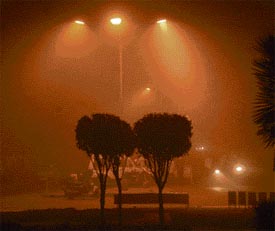Fog lends a romantic hue to these trees in Sector 35, Chandigarh, on late Tuesday evening.