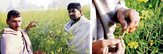 A farmer inspects his mustard crop that got damaged due to frost.