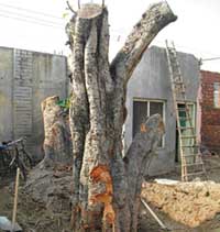 One of the trees cut in the Pingalwara complex in Amritsar on Friday.