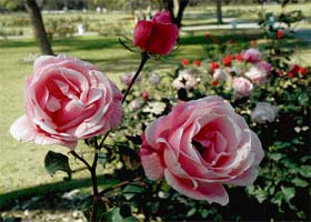 Roses in bloom for the forthcoming Rose Festival at Rose Garden in Sector 16, Chandigarh