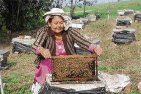 Sangeeta Deol of Dhanal village in Jalandhar is a pioneer in the bee-keeping business in the state