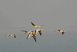 Bar-headed geese, winter migrants, take flight at Pong Dam wetlands.