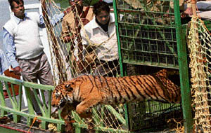 Indian forest workers recently released a rescued tigress into the Sundarikati river in the Sunderbans.