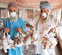 Dead birds being taken away to be buried at a poultry farm near Bathinda on Saturday.