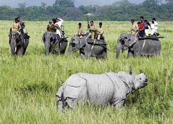 Visitors on elephant back taking a close look at a rhinoceros inside Kaziranga
