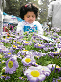 A child looks at flowers during a state-level show in Patiala.