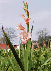 A gladiolus blooming in all its beauty in Ludhiana.
