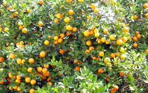 The bumper crop of kinnow has brought smiles on the faces of Amritsar growers.