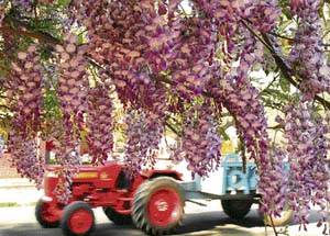 Bunches of flowers mark the spring and bewitch the passersby on the PAU campus in Ludhiana.