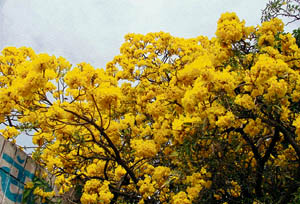 An Amaltas tree in full bloom on the Punjab Agricultural University campus in Ludhiana on Saturday.