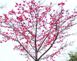 The Tribune lensman Vishal Kumar captures spring in full bloom in Amritsar on Tuesday.