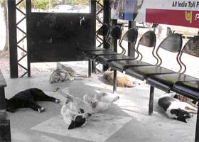 Stray dogs take a nap at a bus queue shelter opposite the Sukhna Lake in Chandigarh