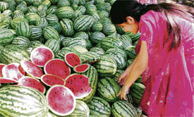 A customer takes her pick of watermelons from a roadside shop in Chandigarh on Wednesday.
