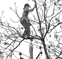 A young girl risks her life to gather firewood atop a tree at the industrial area, Phase-7, in Mohali.