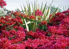 Pointed and sharp leaves of a green cactus provide a colourful cordoning to a bougainvillaea bloom near Sukhna Lake in Chandigarh