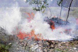 Leaves being burnt in spite of ban on “World Earth Day” in Chandigarh on Thursday.