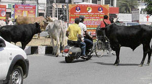 Stray cattle rule Ludhiana roads but the municipal corporation seems to be in no mood to solve the menace.