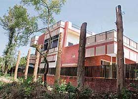 Remains of silver oak trees in Sector 32-D, Chandigarh