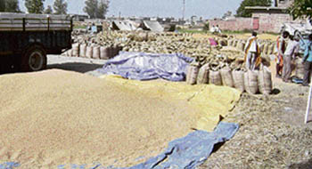 Farmers use PVC sheets to save the produce from getting mixed with the soil at the Jagera road in Ahmedgarh.