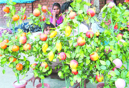 A roadside vendor sells artificial fruits in Amritsar