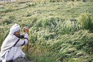 A farmer looks at his flattened crop in Bhor village of Rohtak.