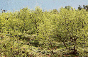 An apple orchard, at the flowering stage, stands damaged and denuded in Mashobra.
