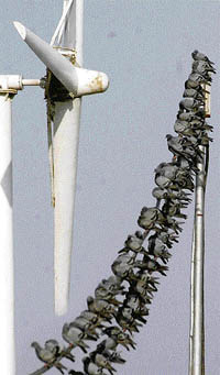 Birds huddle together near a windmill on the Sukhna Lake for some cool air on a hot day in Chandigarh on Tuesday.
