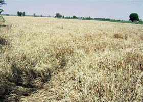 Standing wheat crop at a village near Ahmedgarh