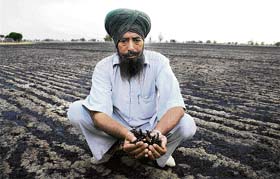 Gurjant Singh shows the burnt wheat crop in his field at Gairi Butte village near Bathinda