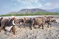 A Van Gujjar migrating from Shivalik forests to higher pastures in Himachal Pradesh with his herd and family.