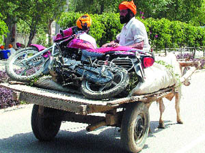 A biker prefers to hitch a ride on a bullock cart in Amritsar.
