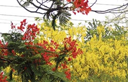 Gulmohar and amaltas in full bloom at the PAU in Ludhiana