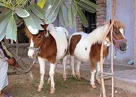The ponies of the Punjab Chief Minister that are being treated at GADVASU in Ludhiana
