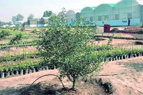 A view of the Jalowal citrus nursery near Jalandhar