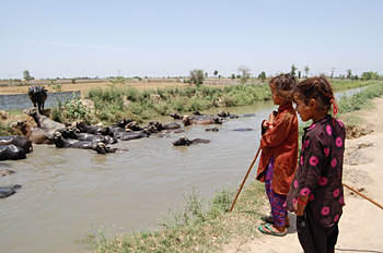 Little kids keep a close watch on their herd of cattle in Amritsar on Tuesday.