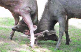A sambar fight at Chhatbir Zoo.
