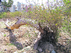 A view of the land of old Dr Vidya Sagar Mental Hospital, Amritsar, where 452 trees are to be felled to construct a hotel and a multiplex.