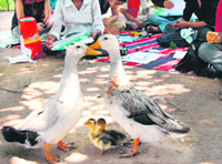 Ducks are the centre of attraction for participants at a painting competition held on the occasion of World Environment Day in Chandigarh on Thursday.