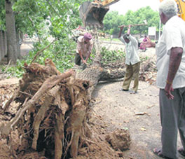 Horticulture employees cut a tree in Sector 45, Chandigarh, on World Environment Day on Thursday.
