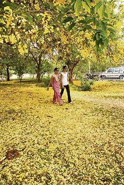 Friends walk the path covered with amaltas flowers at Panjab University in Chandigarh on Friday.