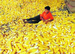 IN A MAZE: A farmer dries his maize crop that got wet in rain at Kharar anaj mandi on Saturday.